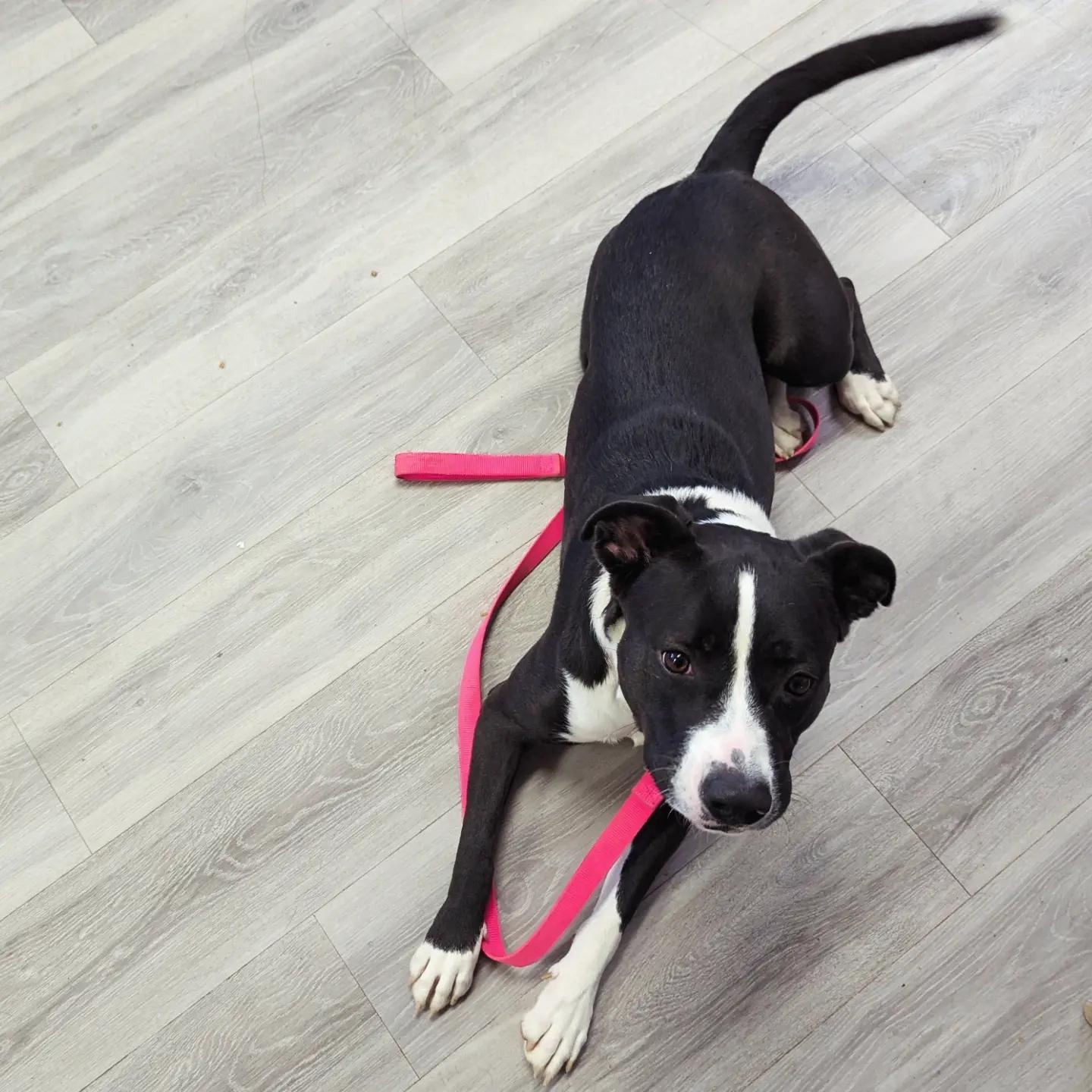 Enlarge Bella, a ADOPTABLE mixed breed in Morden, MB image 4/6