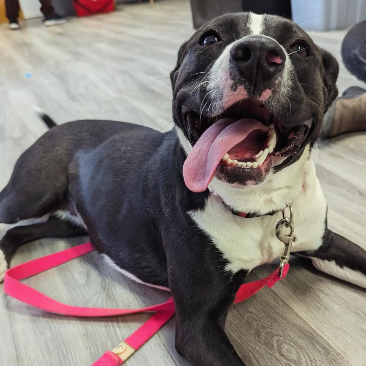 Enlarge Bella, a ADOPTABLE mixed breed in Morden, MB image 5/6