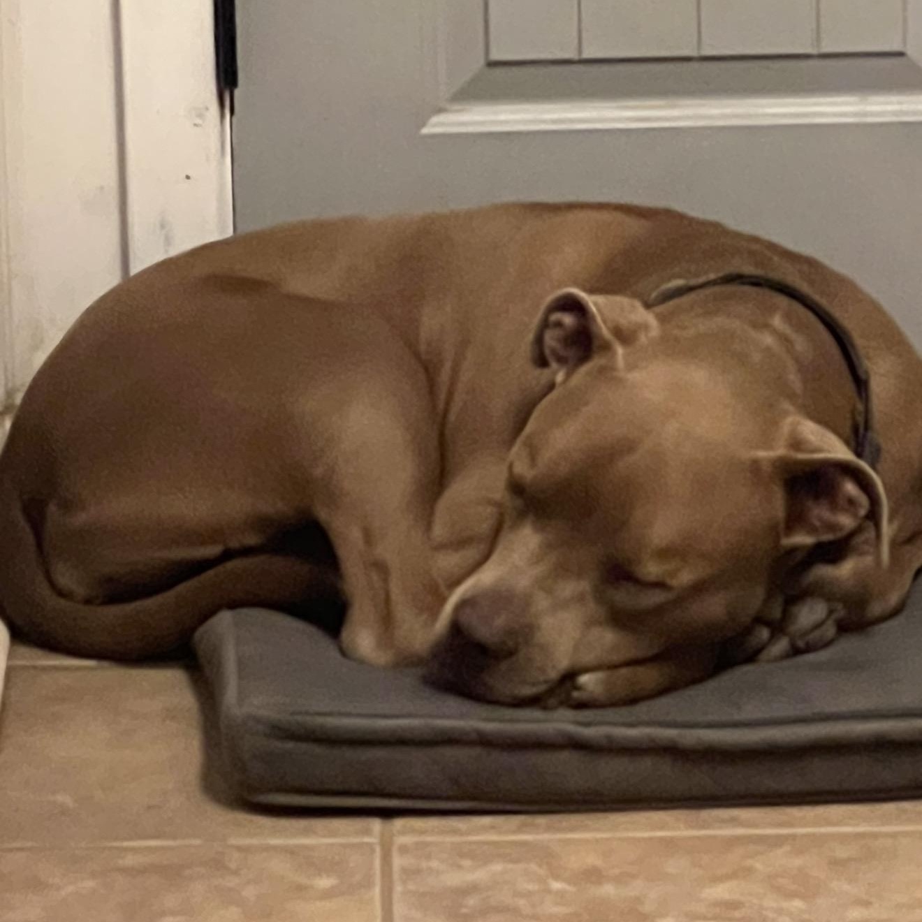 Enlarge Mochi, a Adoptable Pit Bull Terrier in Green Bay, WI image 4/5