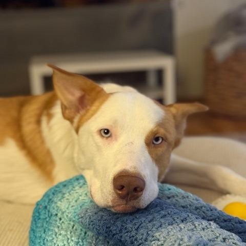 Enlarge Curtis, a Adoptable mixed breed in Deerfield, IL image 1/5