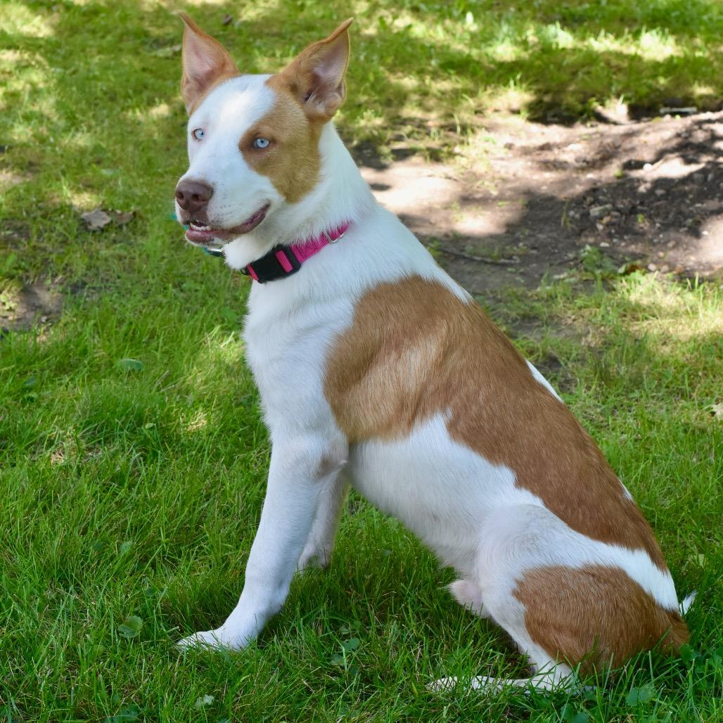 Enlarge Curtis, a Adoptable mixed breed in Deerfield, IL image 2/5