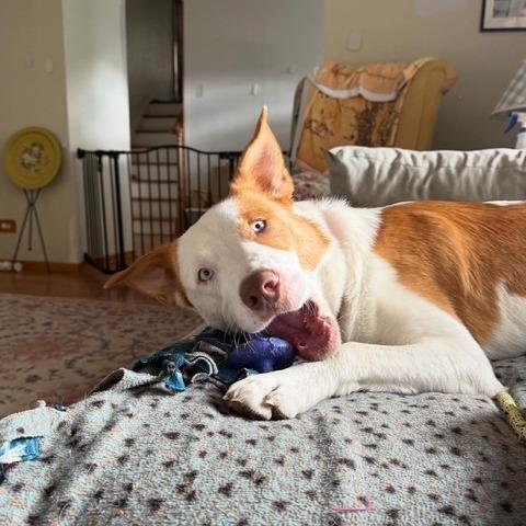 Enlarge Curtis, a Adoptable mixed breed in Deerfield, IL image 3/5