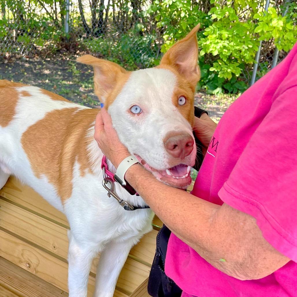 Enlarge Curtis, a Adoptable mixed breed in Deerfield, IL image 4/5