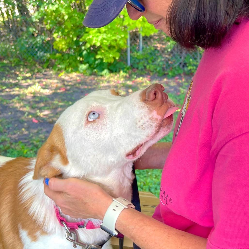 Enlarge Curtis, a Adoptable mixed breed in Deerfield, IL image 5/6