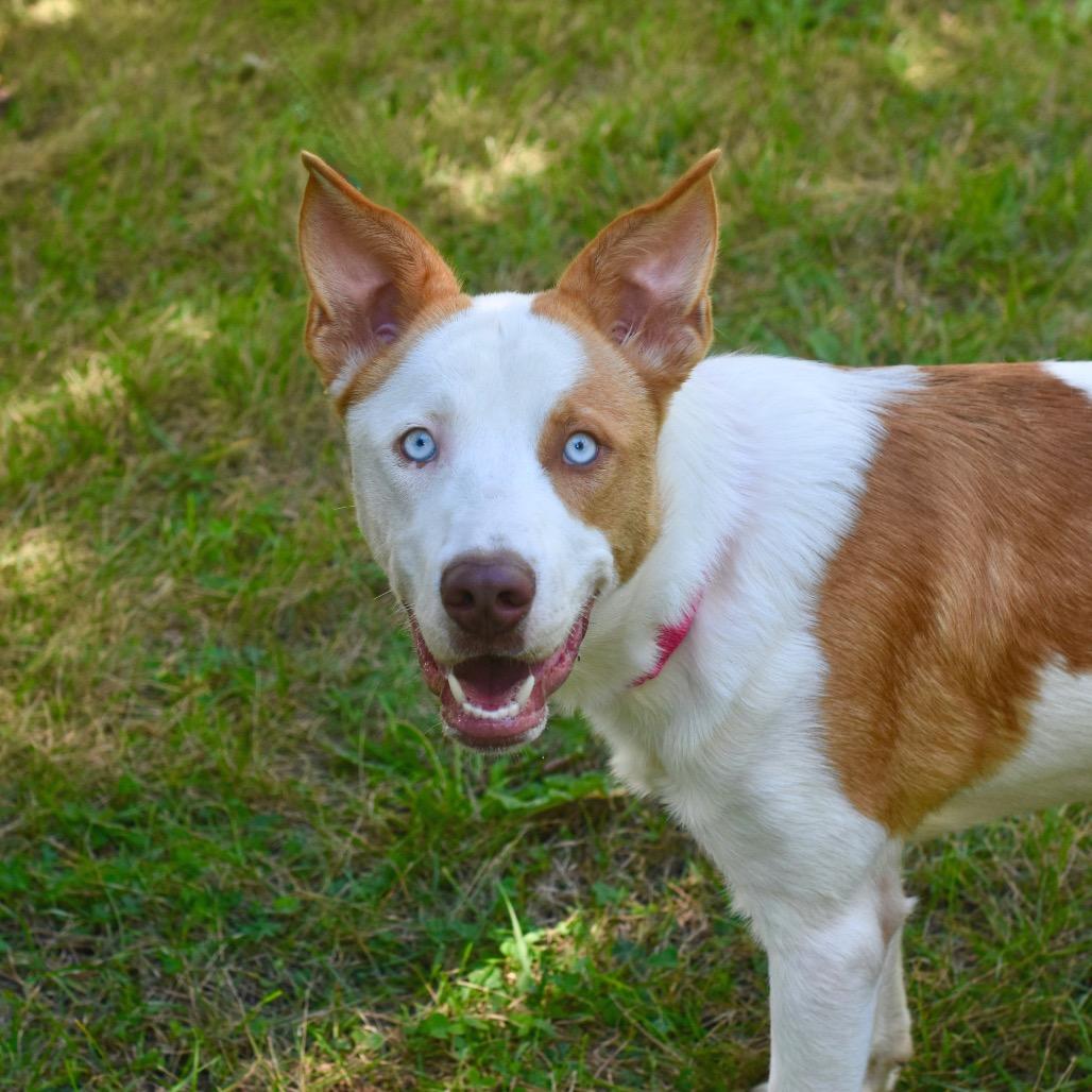Enlarge Curtis, a Adoptable mixed breed in Deerfield, IL image 5/5