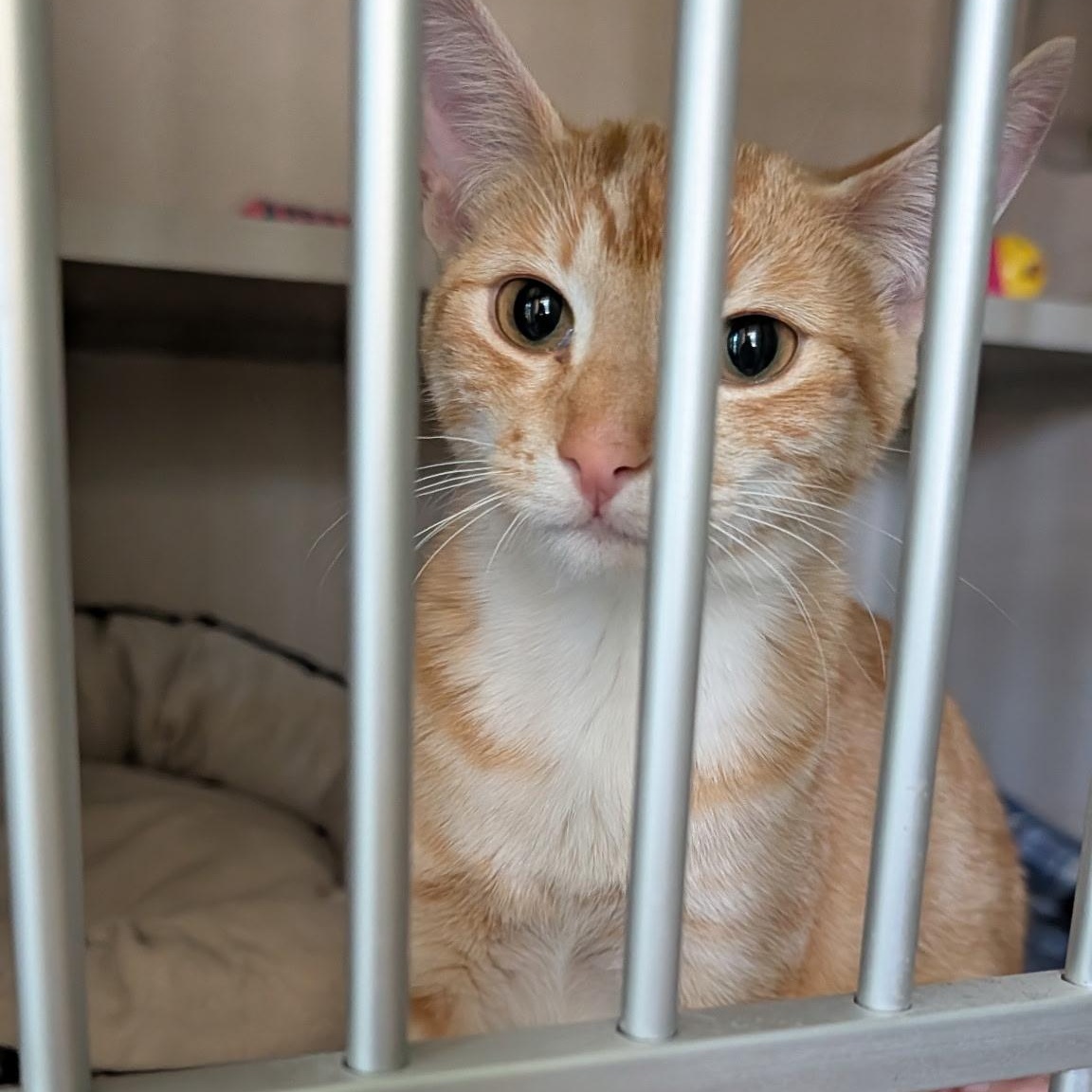 Enlarge Princess, a Adoptable Domestic Short Hair in Quincy, CA image 2/3