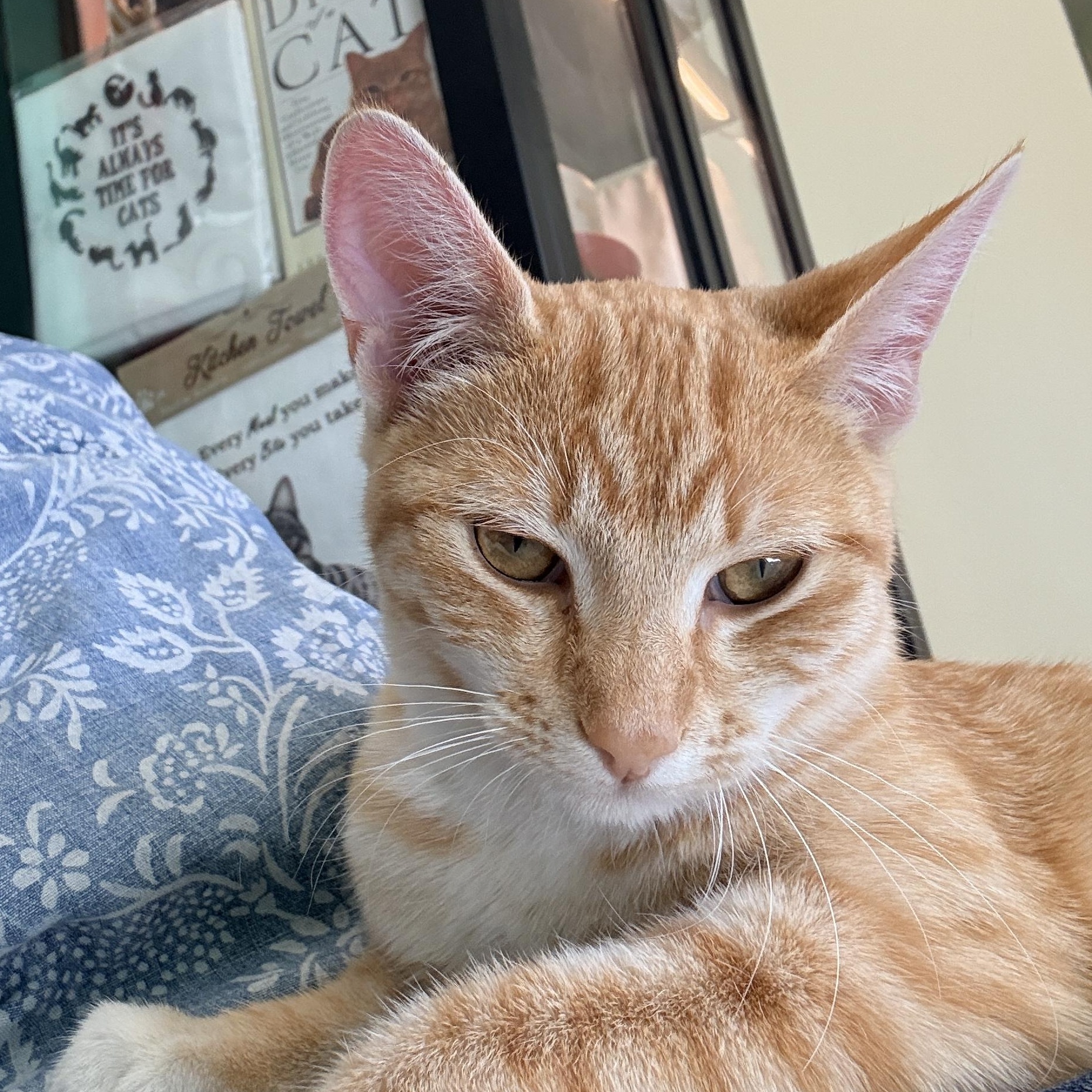 Princess, Adoptable, Young Female Domestic Short Hair.
