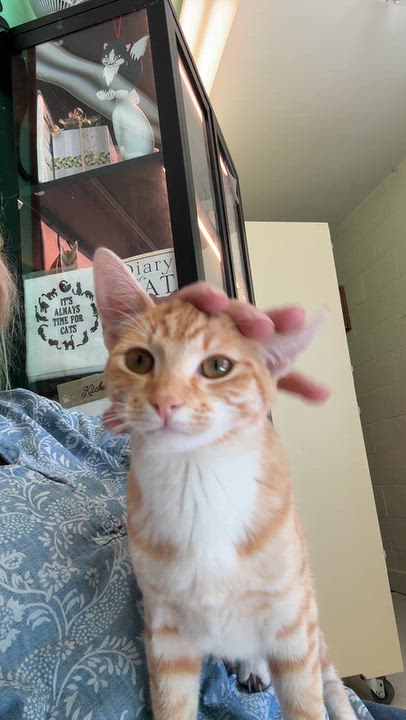 Enlarge Princess, a Adoptable Domestic Short Hair in Quincy, CA video 3/3