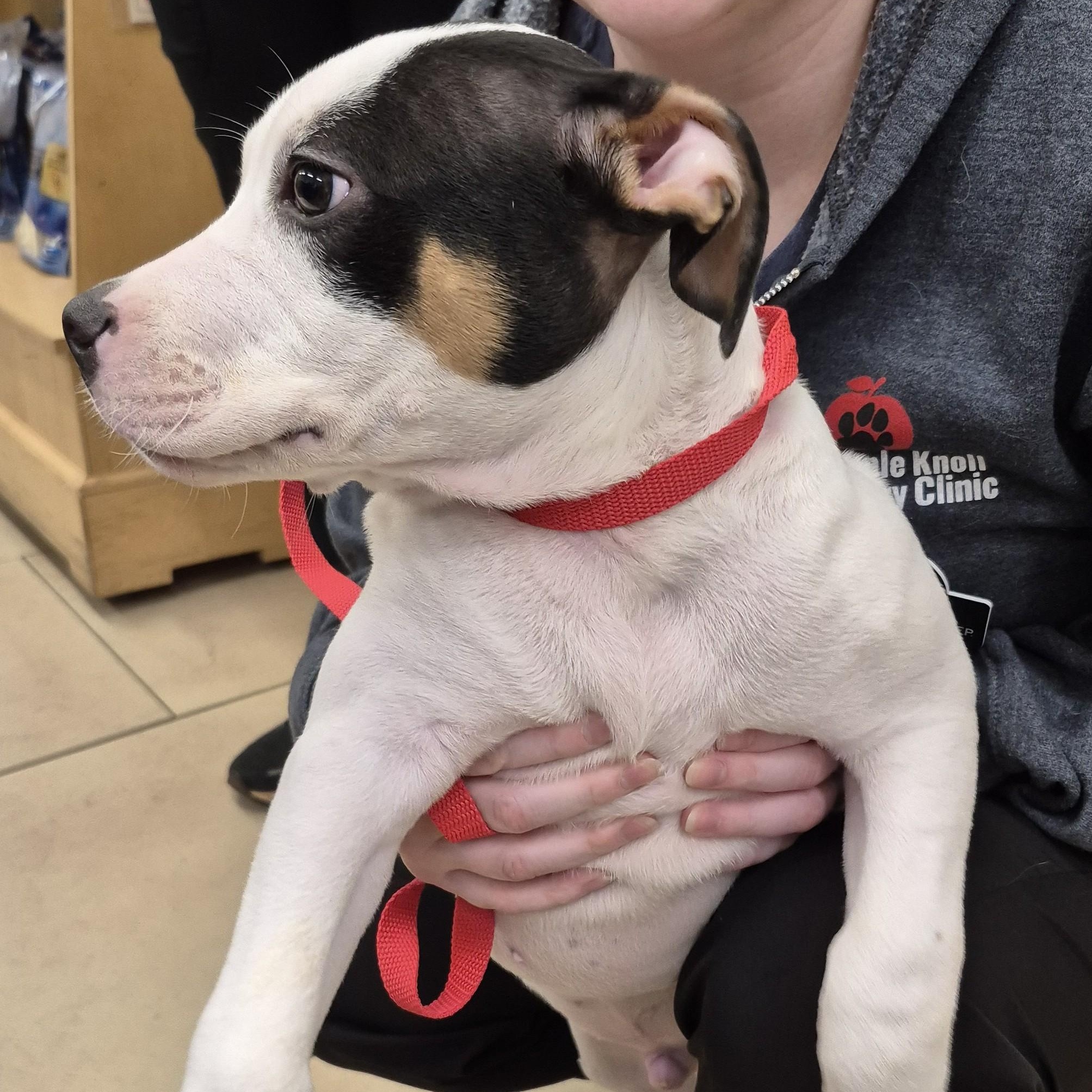 PUPPY: Huckleberry ~~ VISIT ME AT CRABAPPLE KNOLL, an adopted mixed breed in Alpharetta, GA image 5/6
