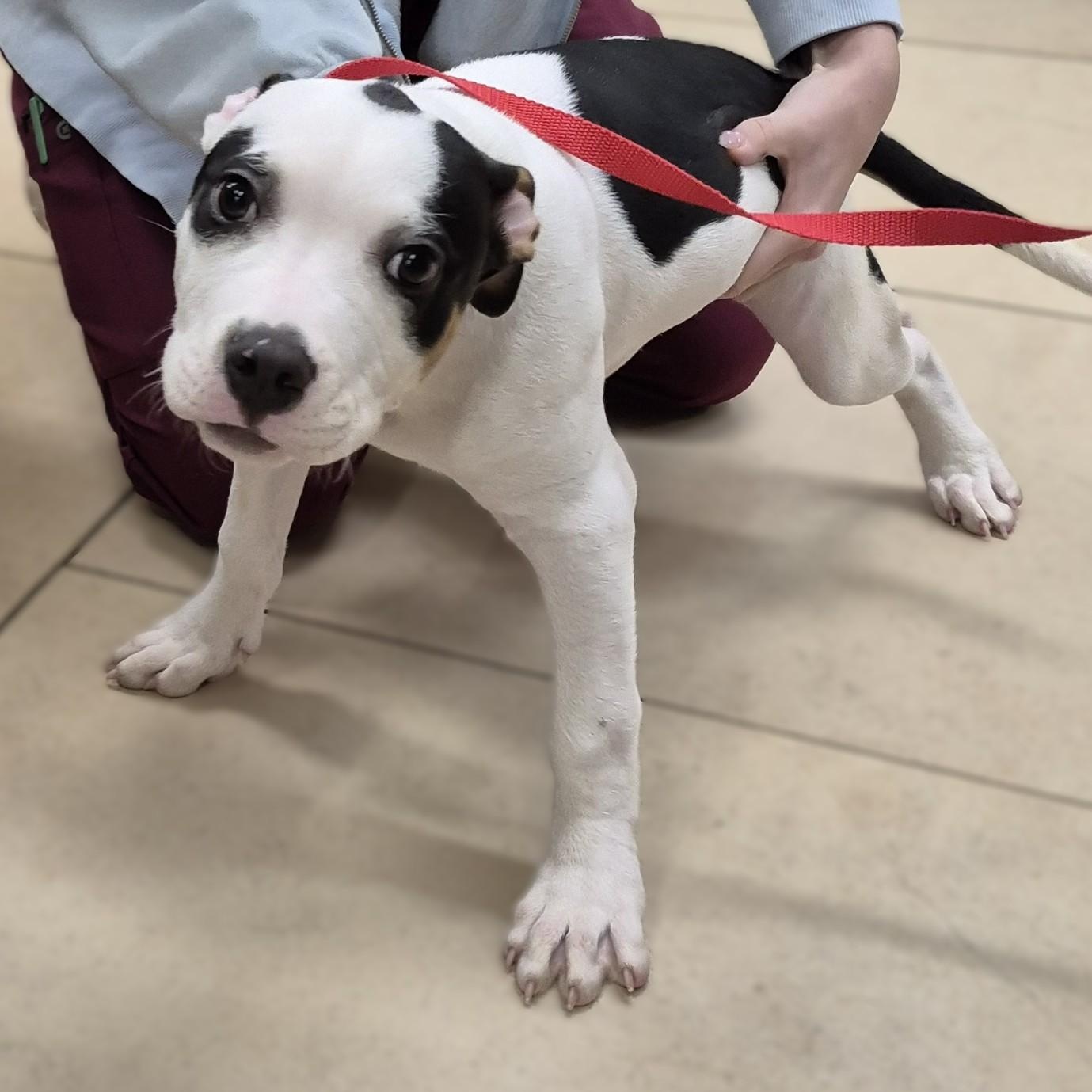 PUPPY: Huckleberry ~~ VISIT ME AT CRABAPPLE KNOLL, an adopted mixed breed in Alpharetta, GA image 4/6