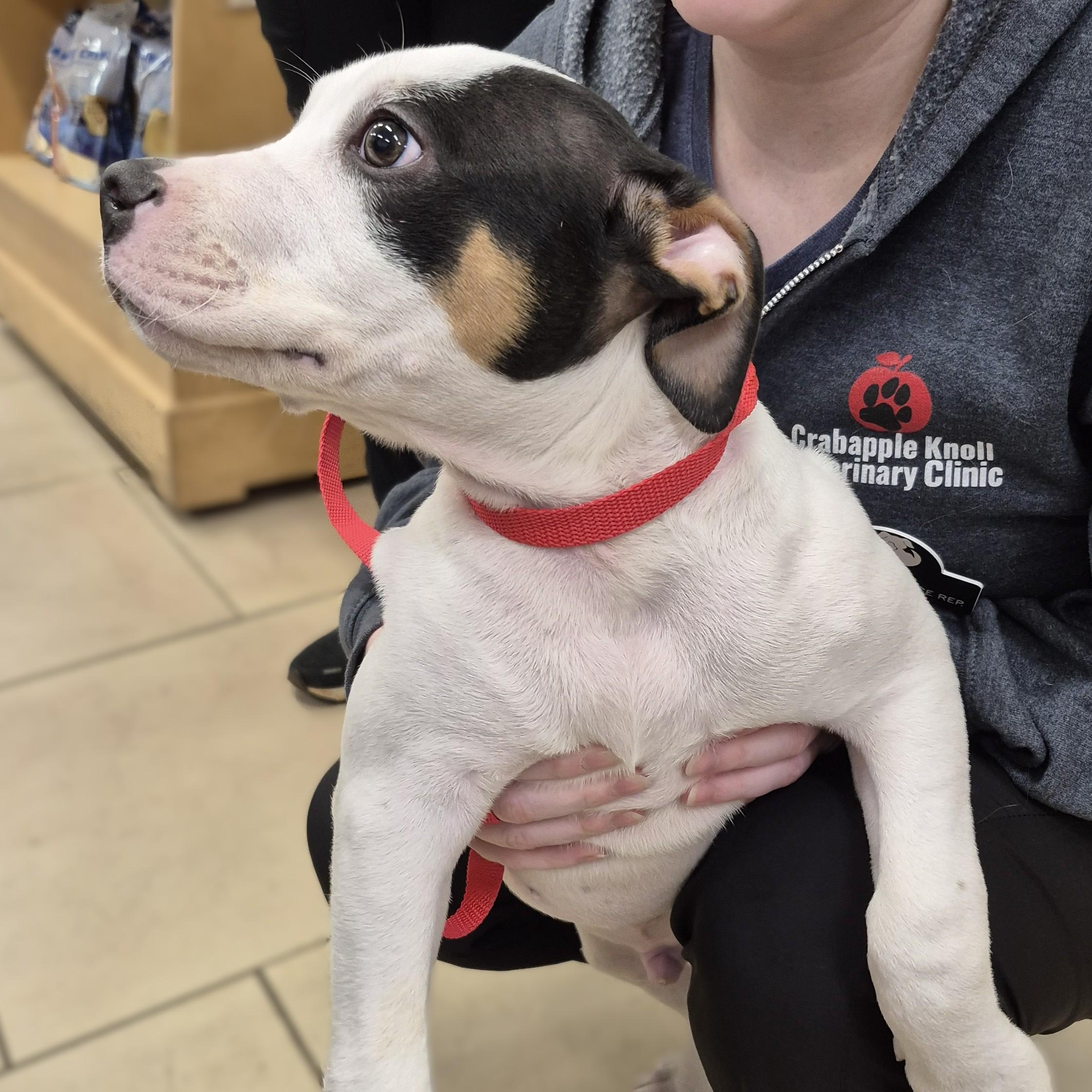 PUPPY: Huckleberry ~~ VISIT ME AT CRABAPPLE KNOLL, an adopted mixed breed in Alpharetta, GA image 6/6