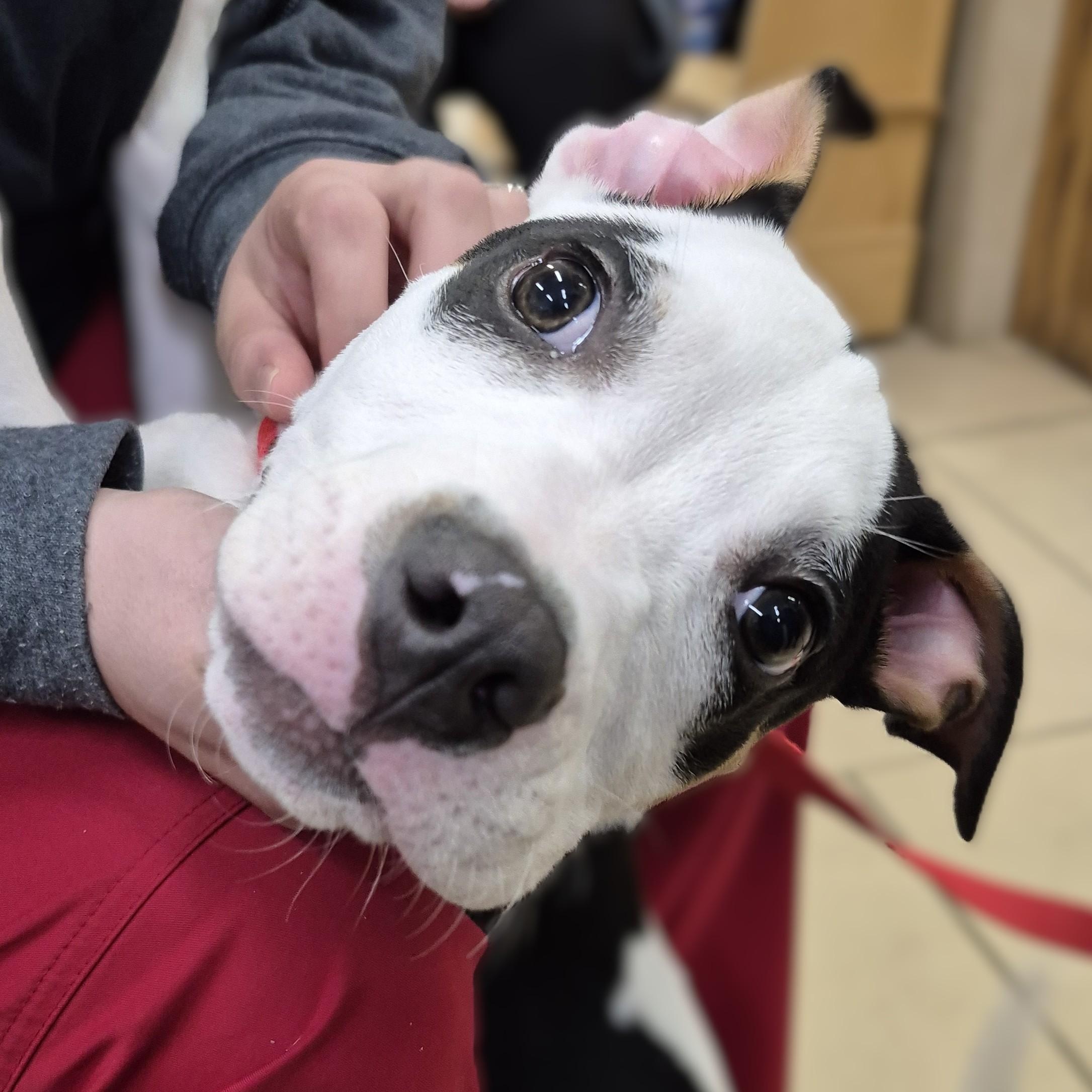 PUPPY: Huckleberry ~~ VISIT ME AT CRABAPPLE KNOLL, an adopted mixed breed in Alpharetta, GA image 3/6