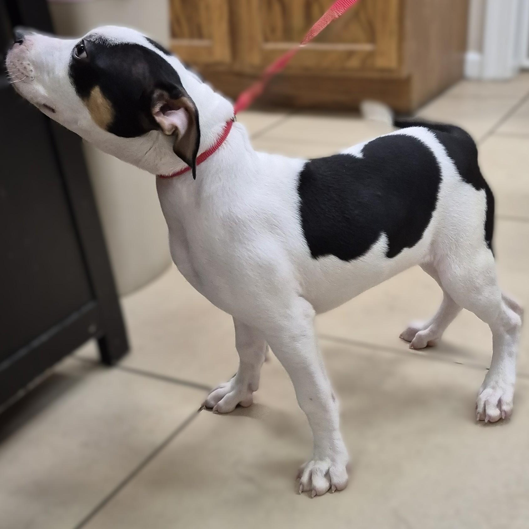 PUPPY:  Huckleberry ~~ VISIT ME AT CRABAPPLE KNOLL, adopted, Puppy Male American Staffordshire Terrier & Mixed Breed.