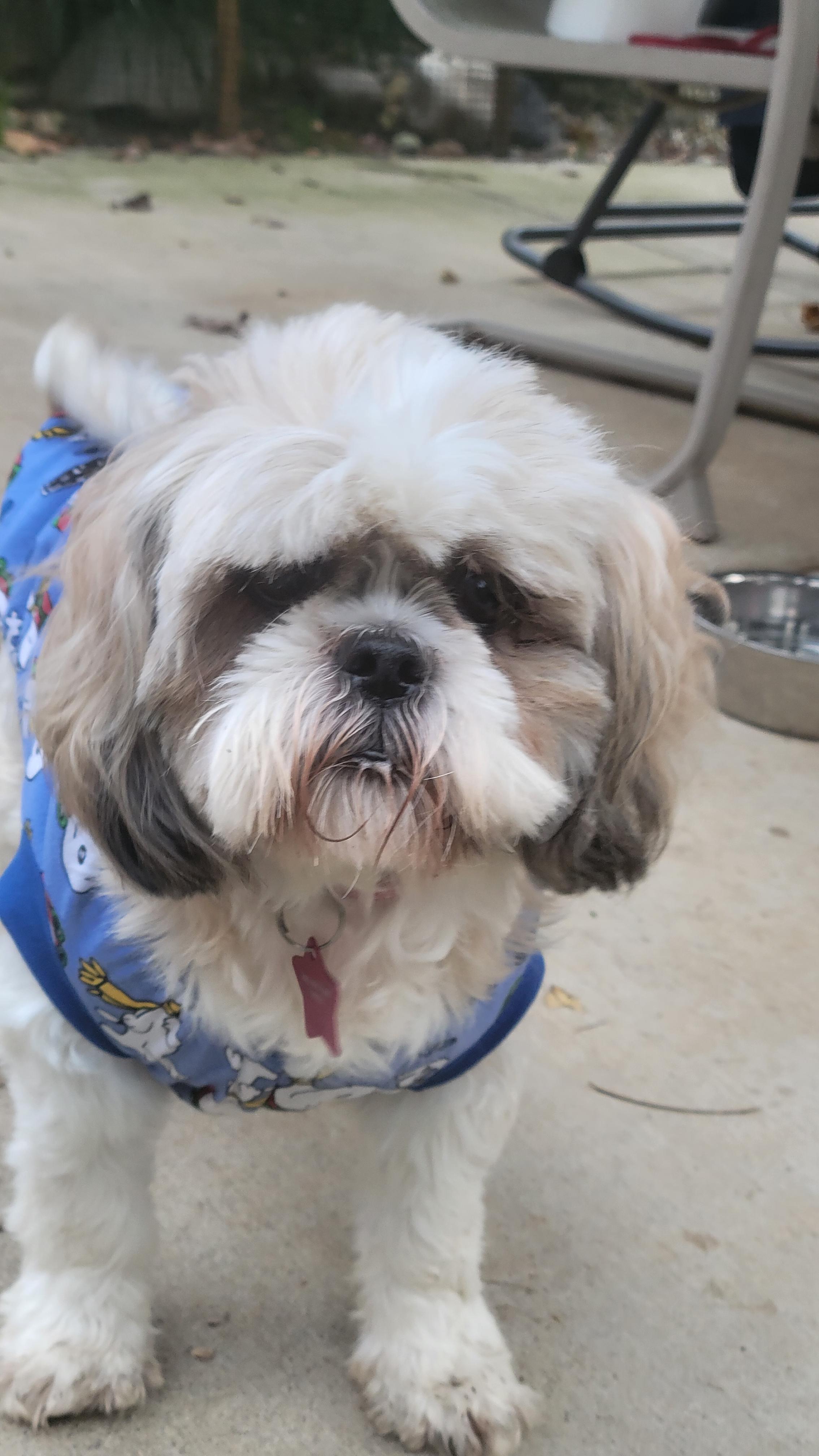 Casper, a Adopted Shih Tzu in Mocksville, NC image 1/2