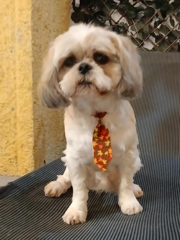 Casper, a Adopted Shih Tzu in Mocksville, NC image 2/2