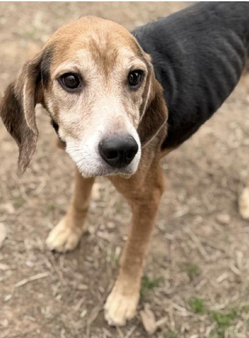 Enlarge Buddy Hall, a Adoptable Beagle in Tampa, FL image 1/3