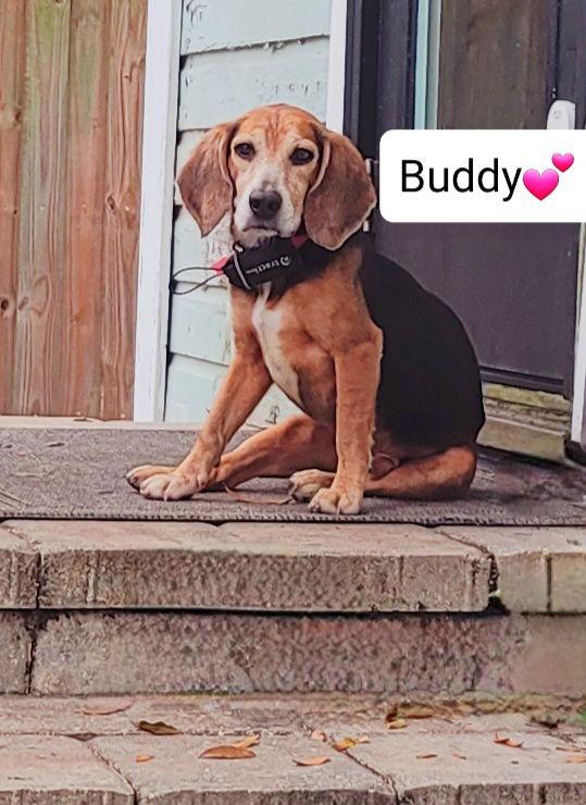 Enlarge Buddy Hall, a Adoptable Beagle in Tampa, FL image 3/3