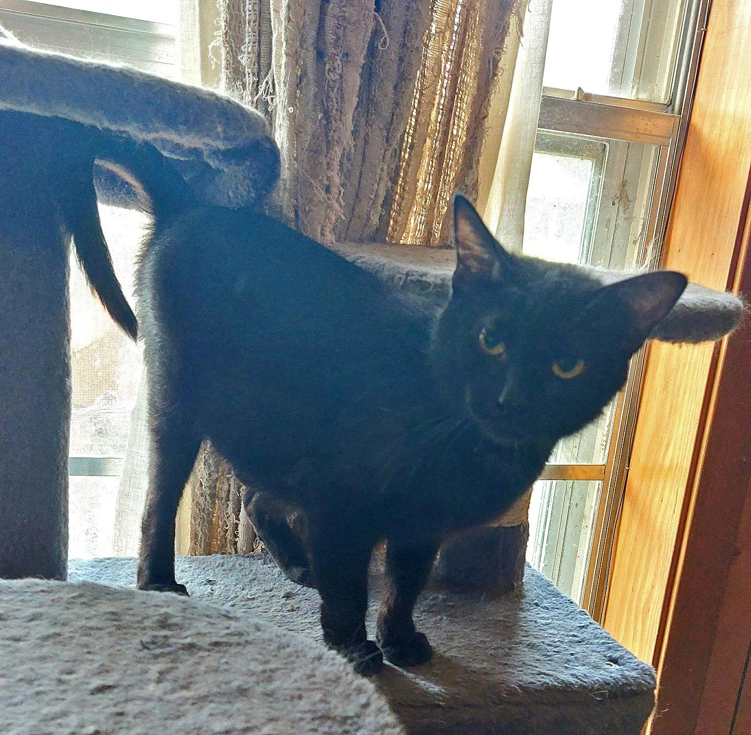 Cheyenne, Adopted, Adult Female Domestic Short Hair.