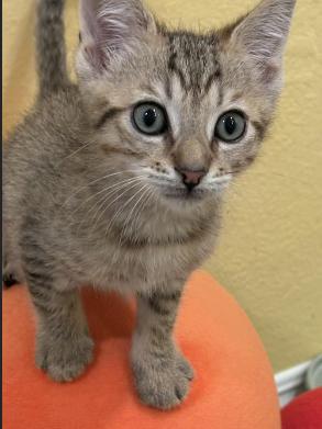 Sparkle, Adoptable, Kitten Male Domestic Short Hair.