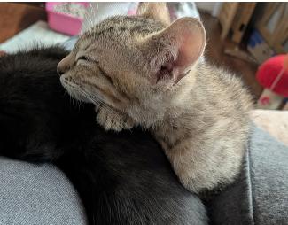 Sparkle, a Adoptable mixed breed in Escondido, CA image 2/4