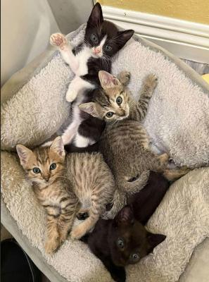 Sparkle, a Adoptable mixed breed in Escondido, CA image 3/4