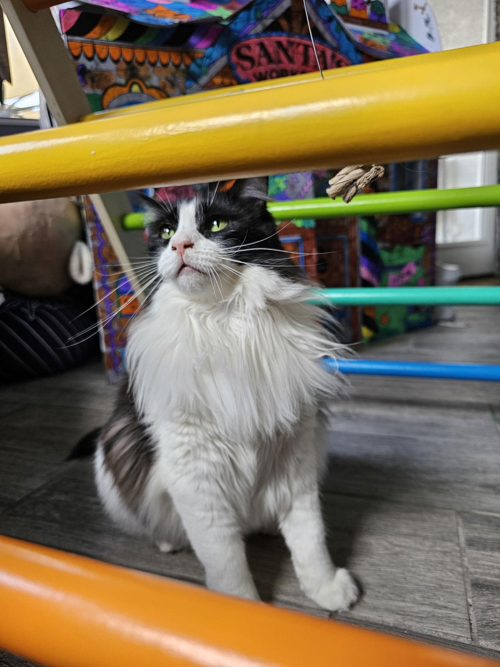 Daisy, Adoptable, Adult Female Domestic Long Hair.