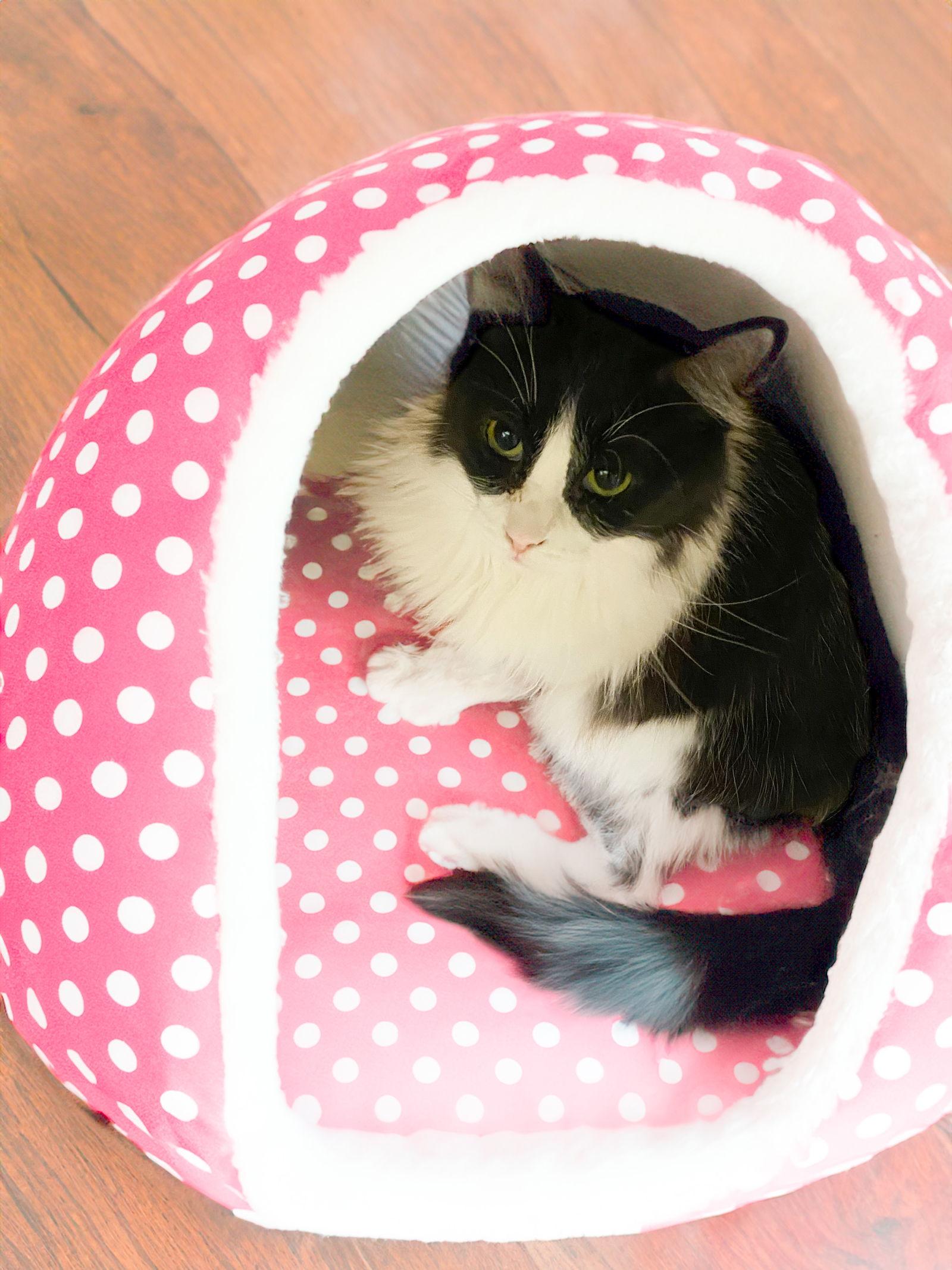 Daisy, a Adoptable Domestic Long Hair in Chandler, AZ image 2/3