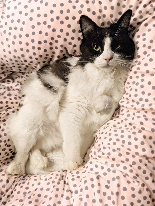 Daisy, a Adoptable Domestic Long Hair in Chandler, AZ image 3/3