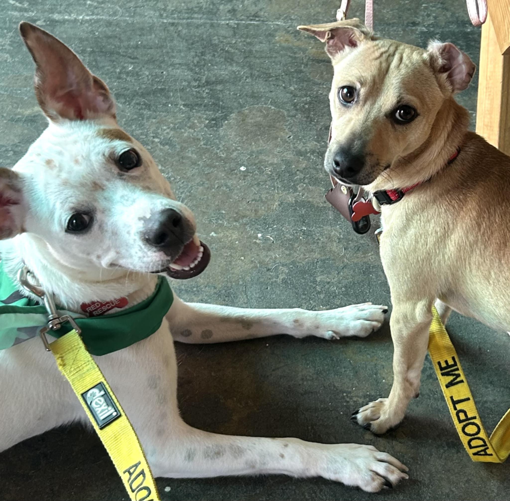 Enlarge Rodney, a Adoptable mixed breed in Clayton, NC image 5/6