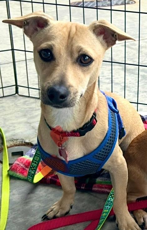 Rodney - IN FOSTER HOME - AVAILABLE TO ADOPT, Adoptable, Adult Male Chihuahua.