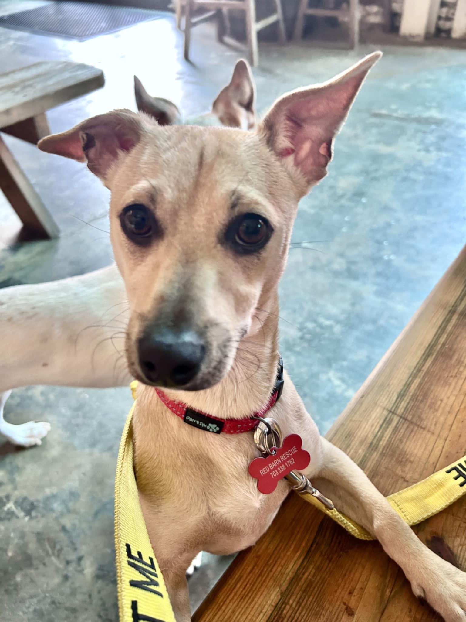 Enlarge Rodney, a Adoptable mixed breed in Clayton, NC image 4/6