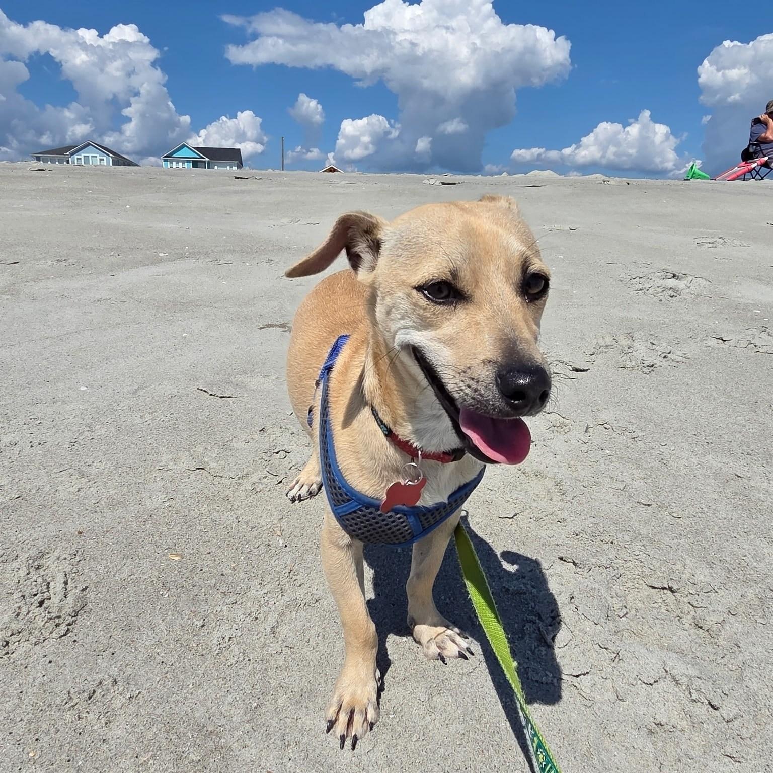 Enlarge Rodney, a Adoptable mixed breed in Clayton, NC image 1/6