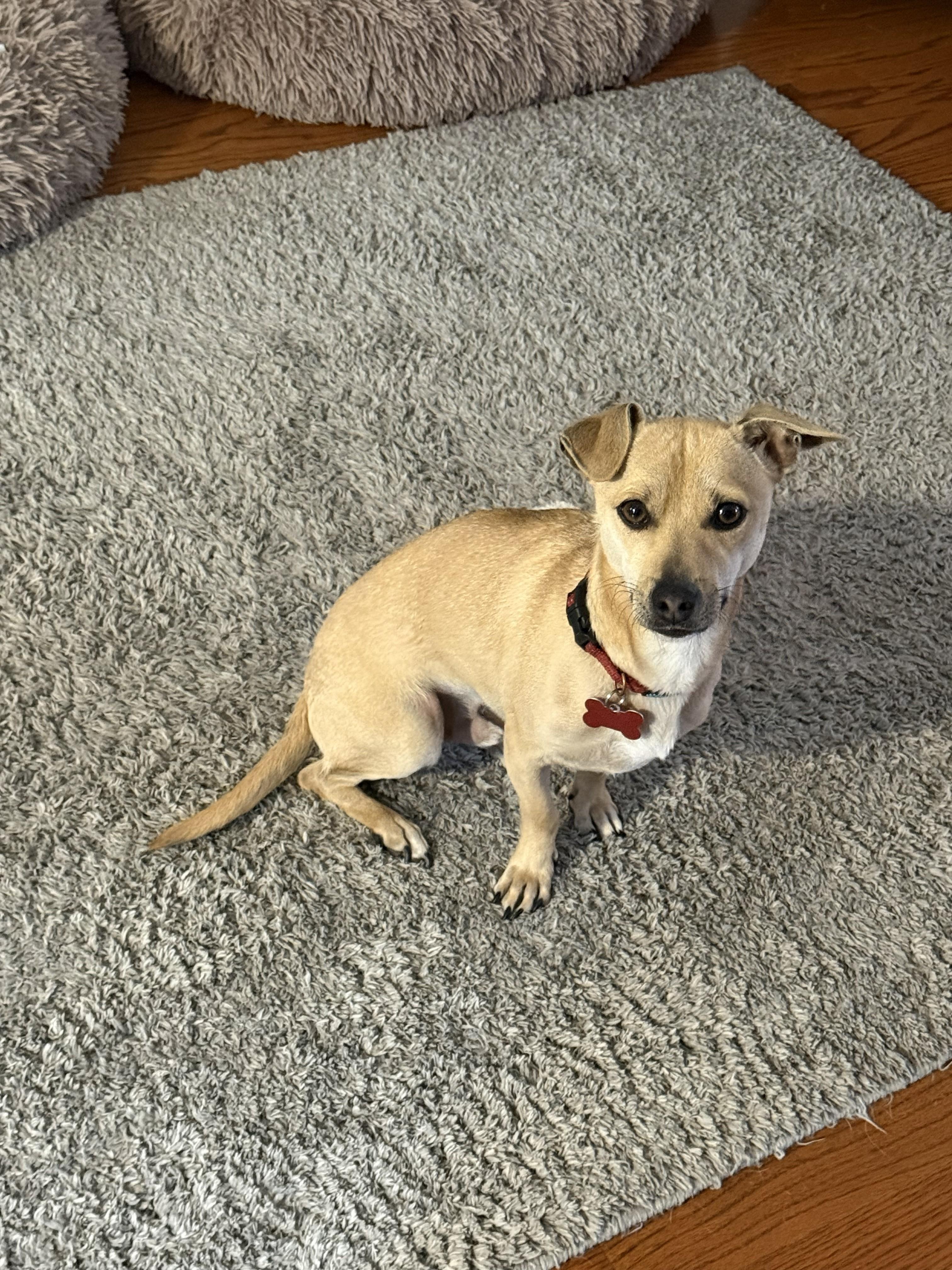 Enlarge Rodney - IN FOSTER HOME - AVAILABLE TO ADOPT, a Adoptable mixed breed in Clayton, NC image 5/6