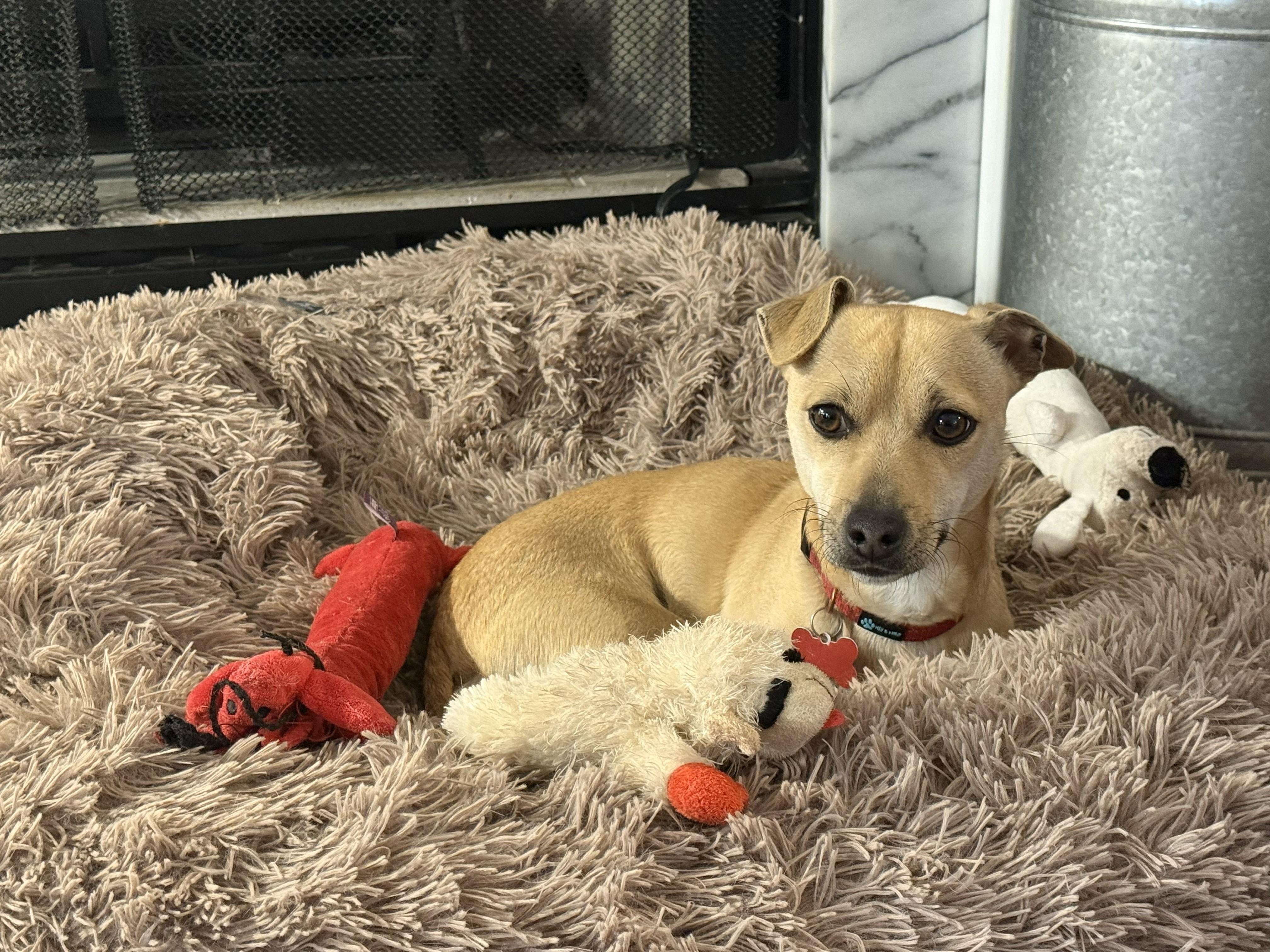 Enlarge Rodney - IN FOSTER HOME - AVAILABLE TO ADOPT, a Adoptable mixed breed in Clayton, NC image 1/6