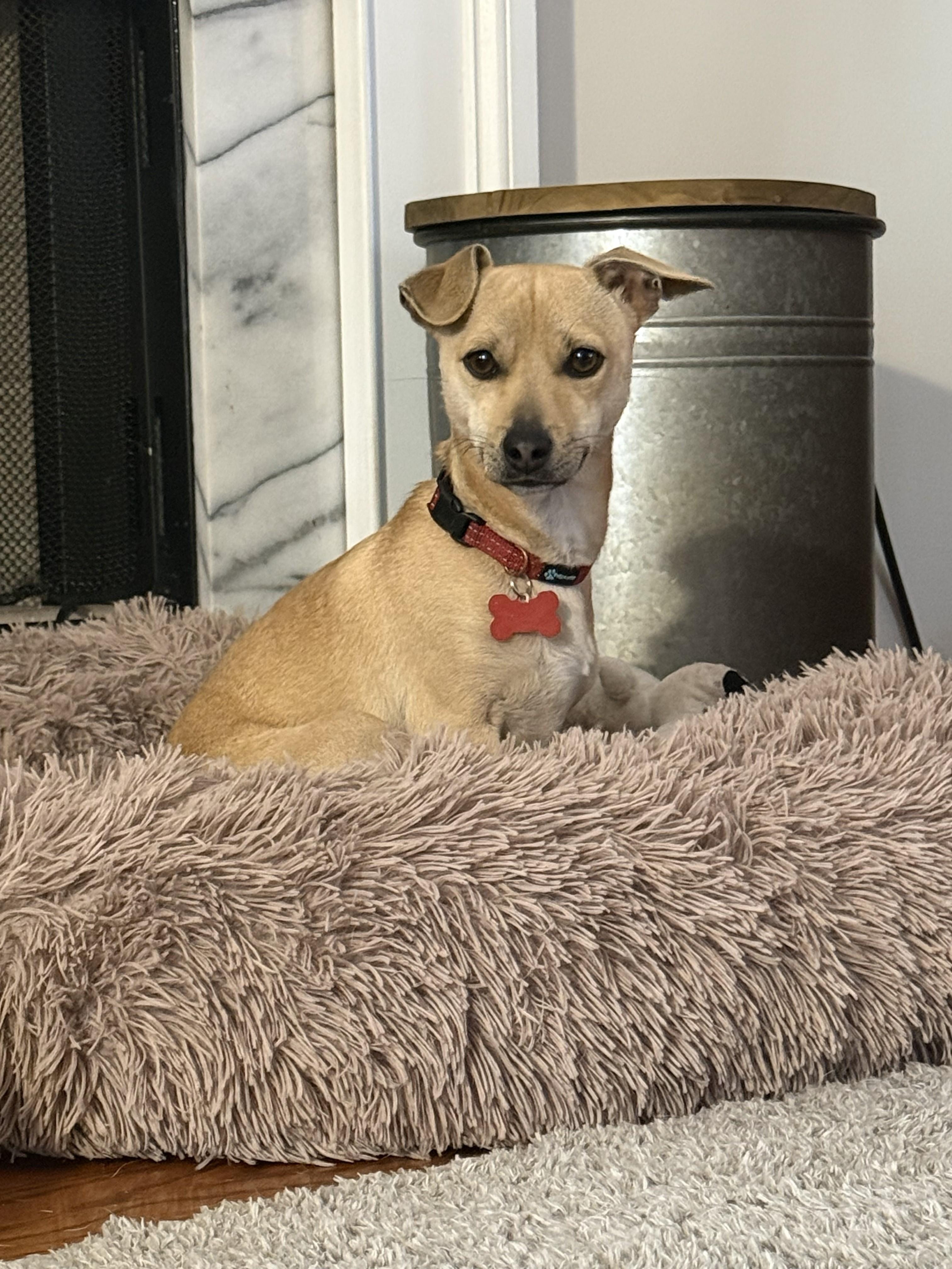 Enlarge Rodney - IN FOSTER HOME - AVAILABLE TO ADOPT, a Adoptable mixed breed in Clayton, NC image 6/6