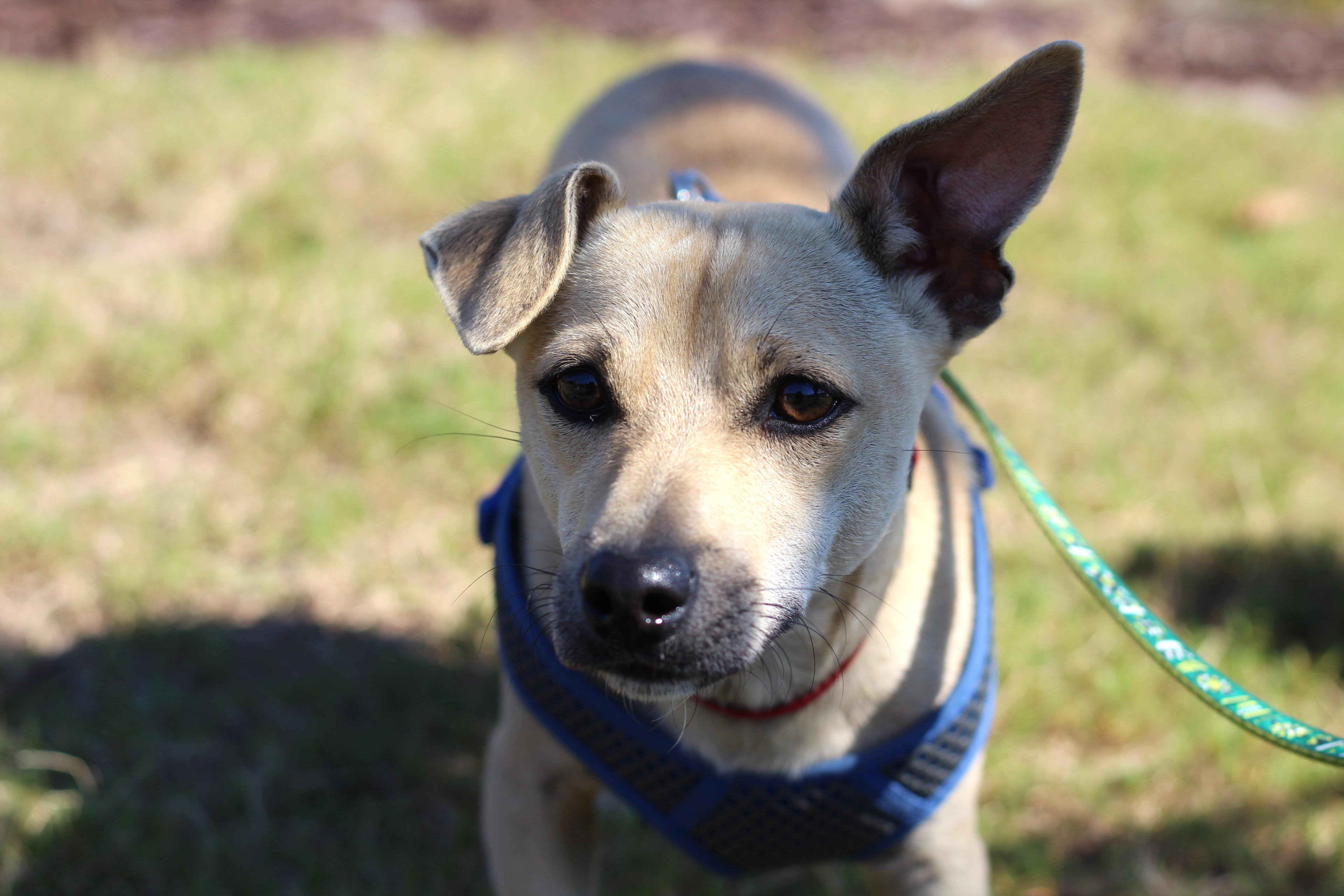 Enlarge Rodney, a Adoptable mixed breed in Clayton, NC image 2/6