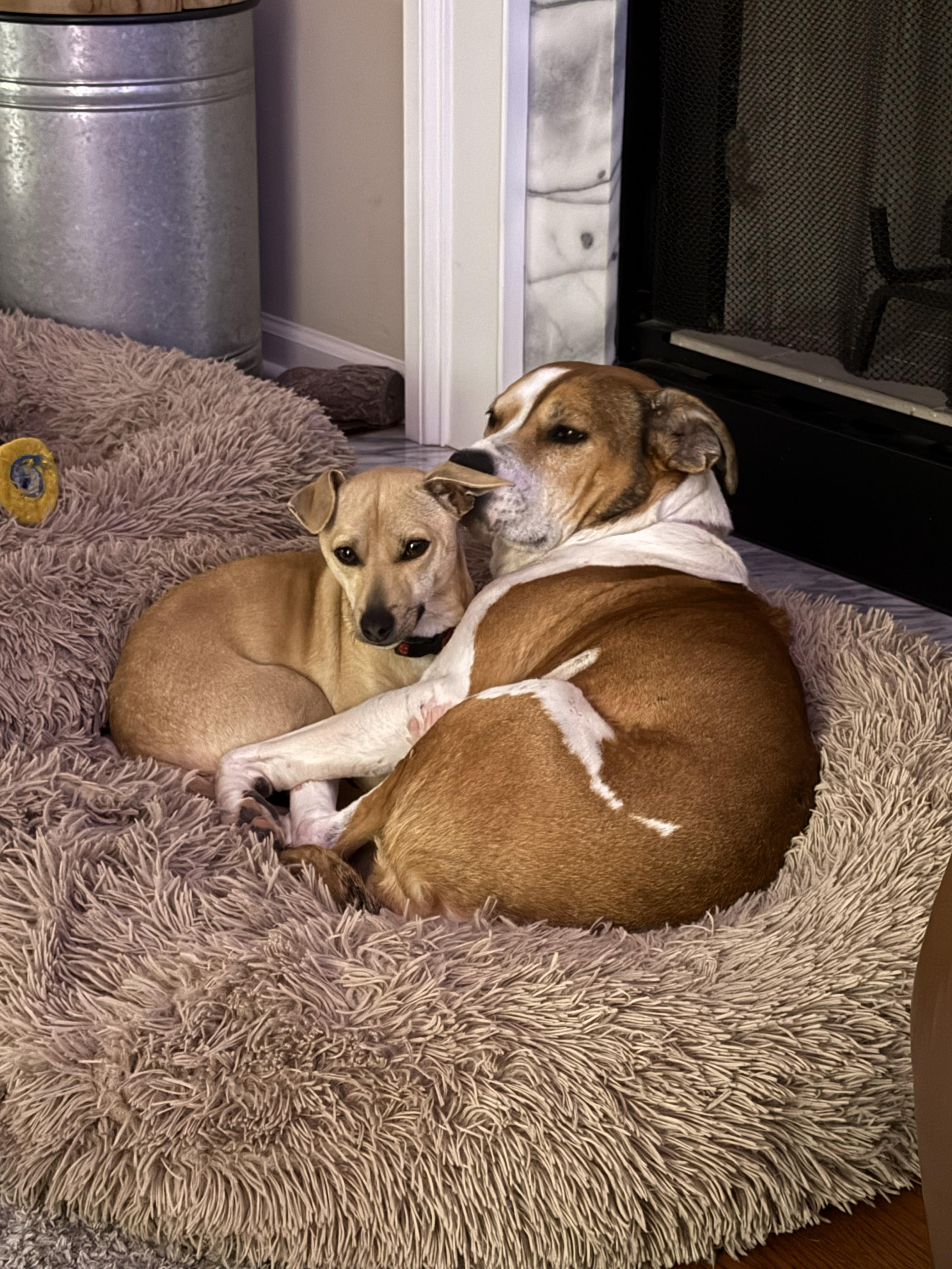 Enlarge Rodney - IN FOSTER HOME - AVAILABLE TO ADOPT, a Adoptable mixed breed in Clayton, NC image 4/6