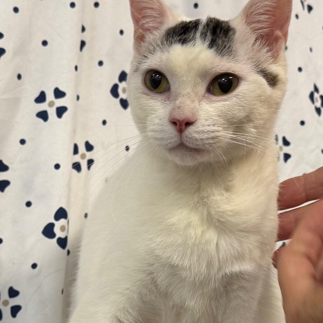 Bree, Adoptable, Young Female Domestic Short Hair.