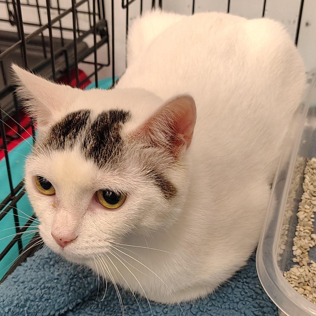 Enlarge Bree, a Adoptable Domestic Short Hair in Coos Bay, OR image 1/2