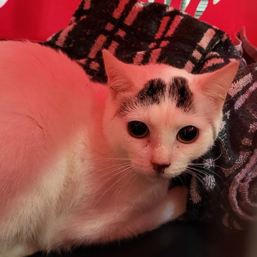 Bree, Adoptable, Kitten Female Domestic Short Hair.