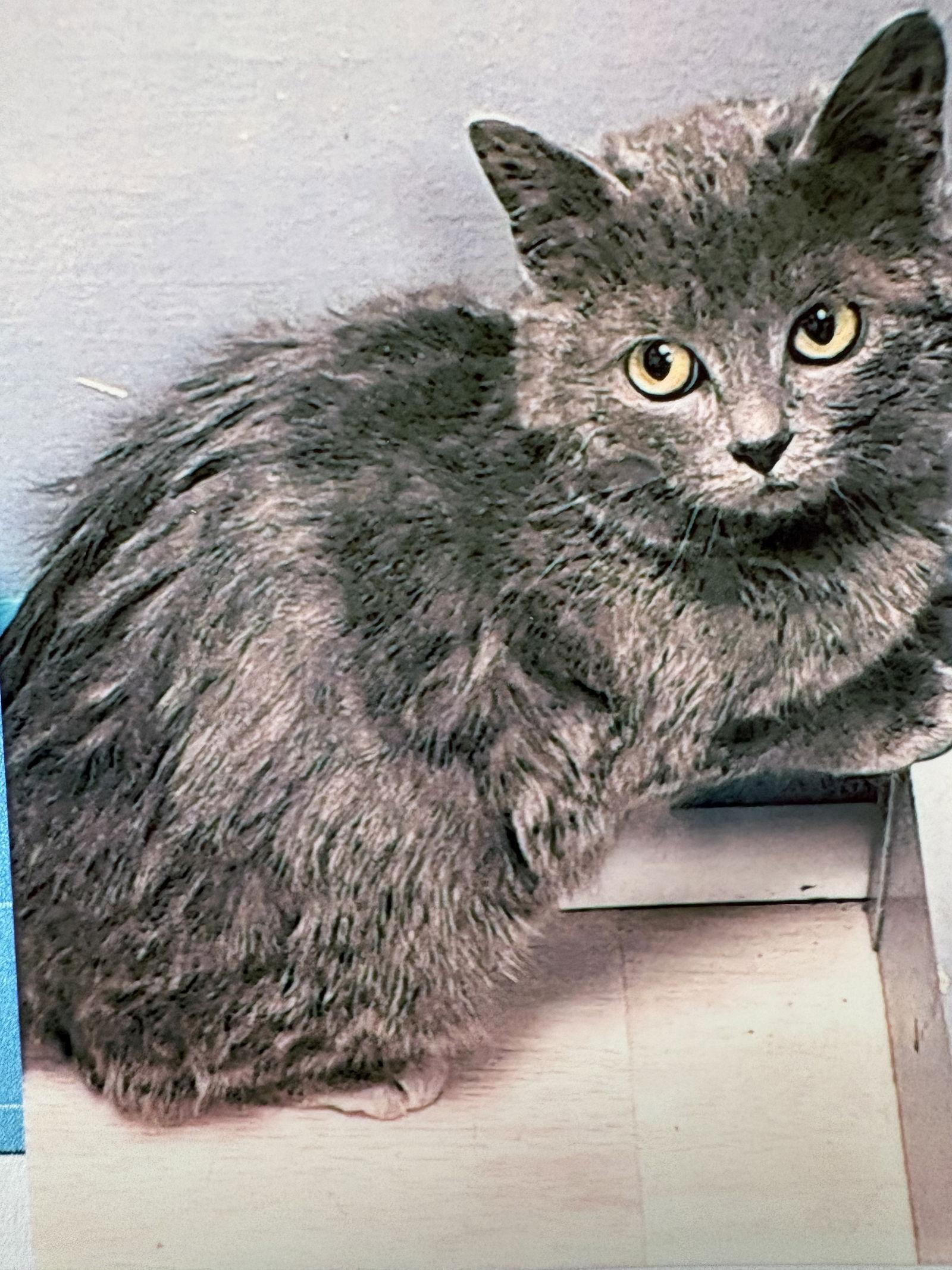 Ariana, Adoptable, Young Female Domestic Short Hair.