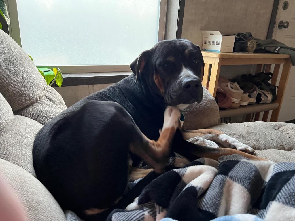 Malcolm, Adoptable, Adult Male Pit Bull Terrier & Labrador Retriever.