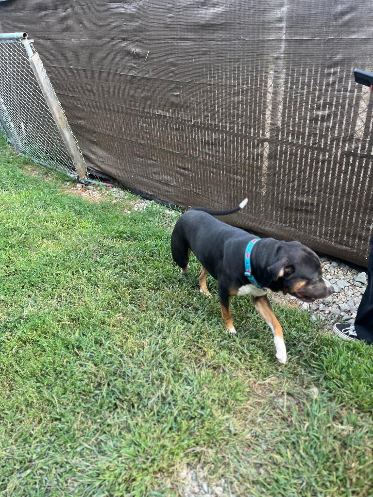 Enlarge Malcolm, a Adoptable mixed breed in Lunenburg, VT image 2/6