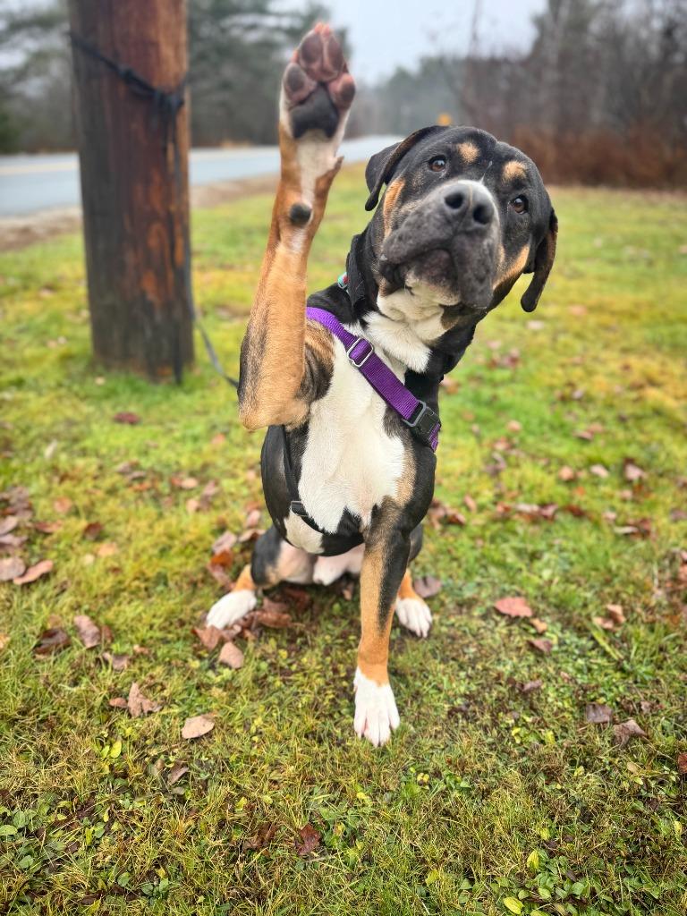 Enlarge Malcolm, a Adoptable mixed breed in Lunenburg, VT image 3/6