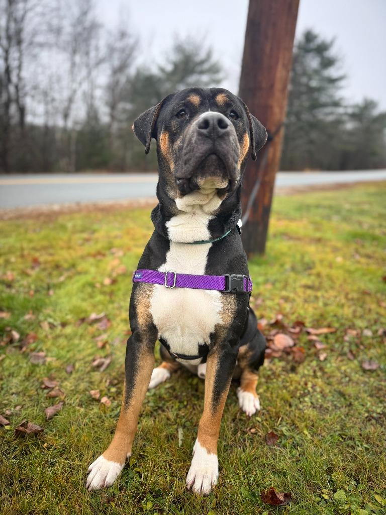 Enlarge Malcolm, a Adoptable mixed breed in Lunenburg, VT image 4/6