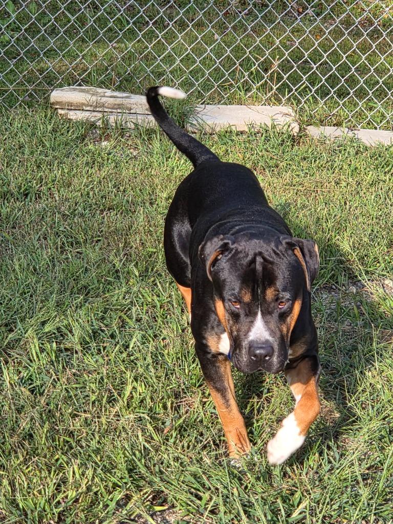 Enlarge Malcolm, a Adoptable mixed breed in Lunenburg, VT image 5/6