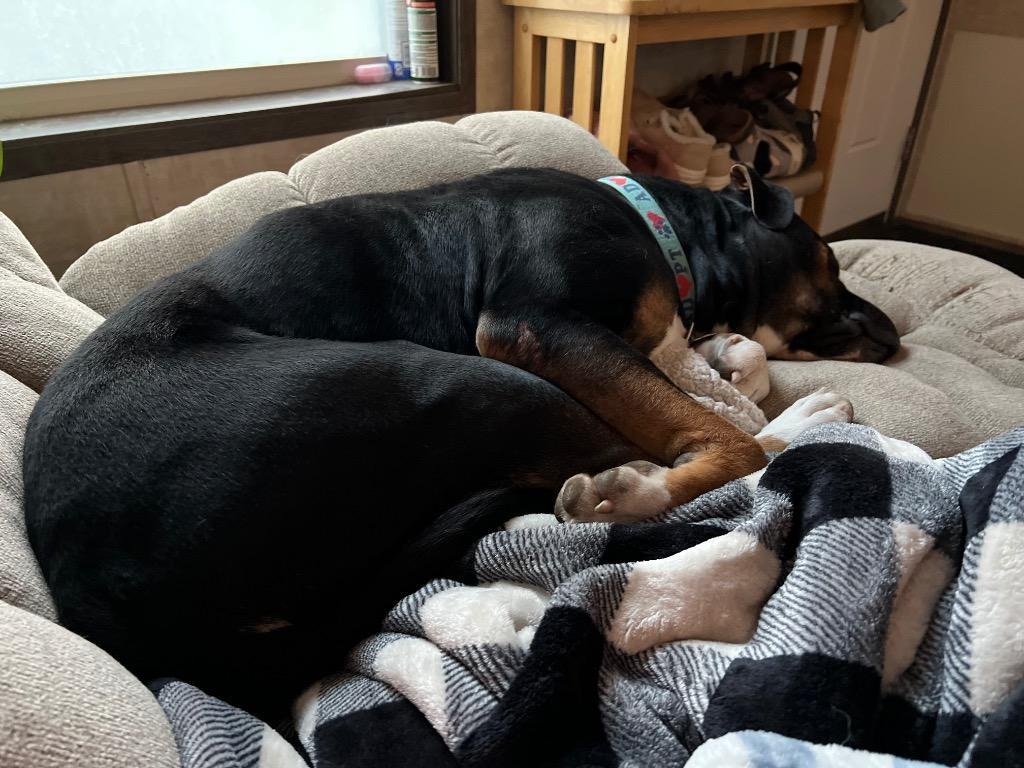 Enlarge Malcolm, a Adoptable mixed breed in Lunenburg, VT image 6/6