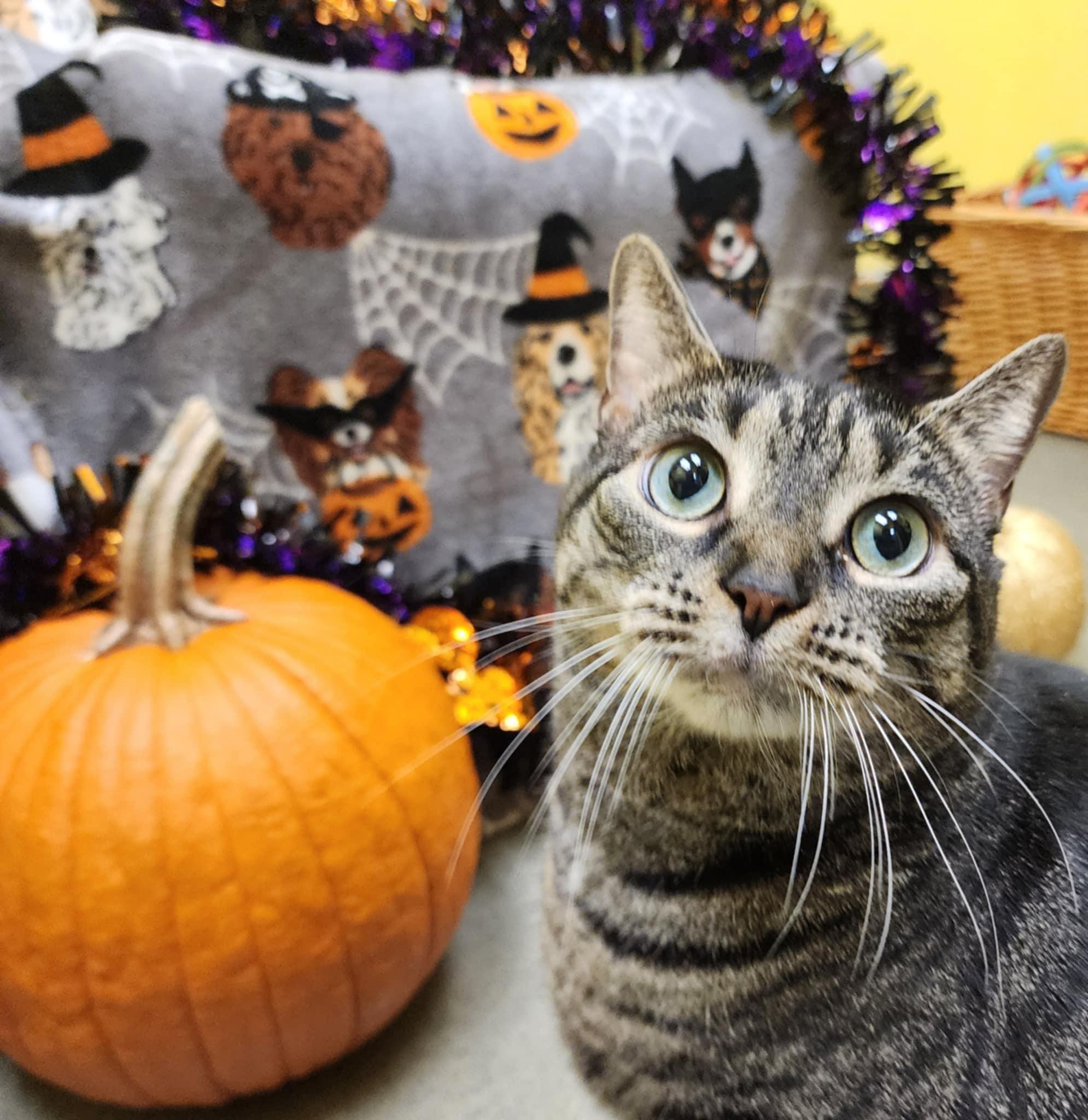 Enlarge PANINI, a Adoptable Domestic Short Hair in Manassas, VA image 1/5