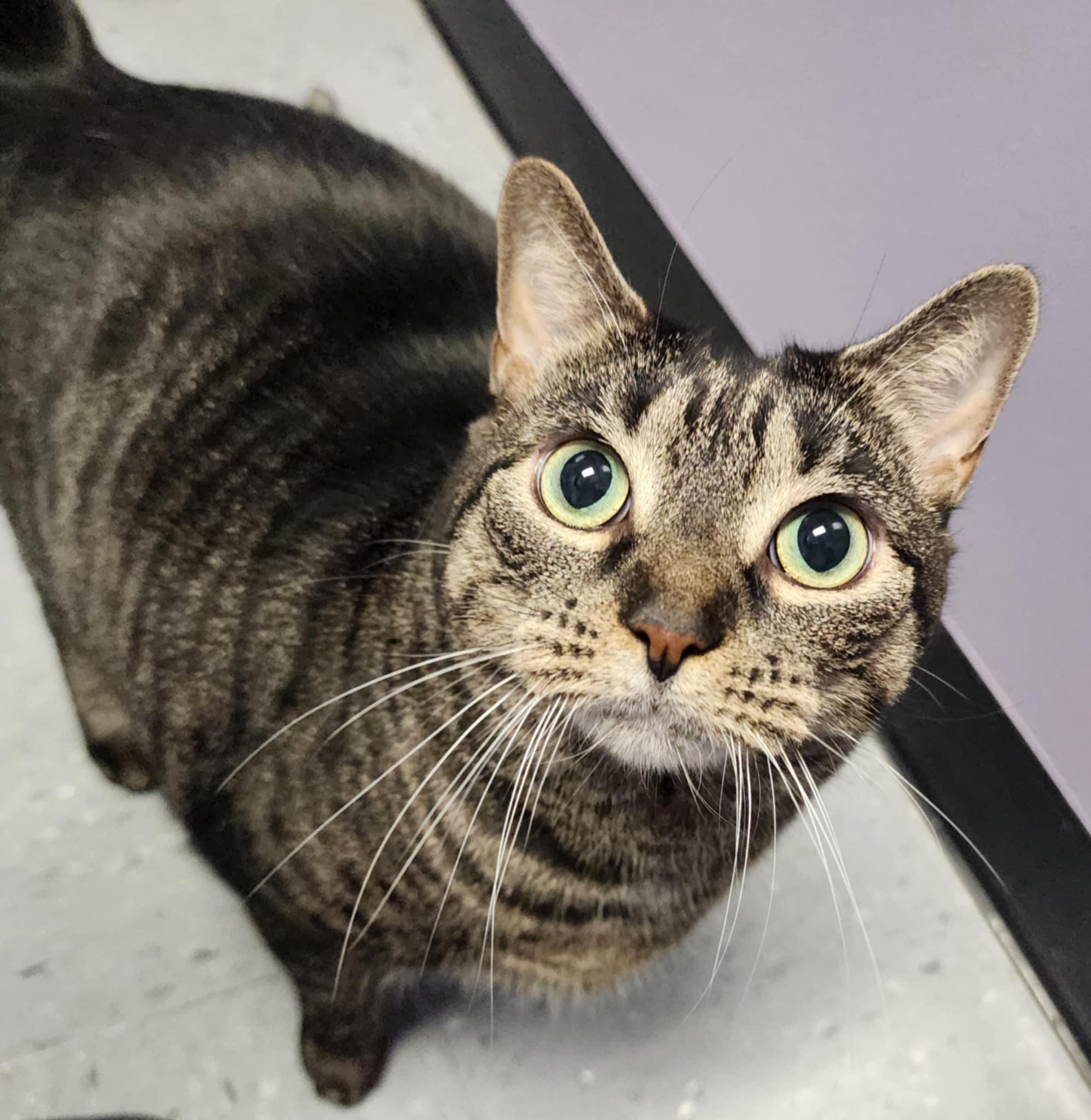 Enlarge PANINI, a Adoptable Domestic Short Hair in Manassas, VA image 2/5