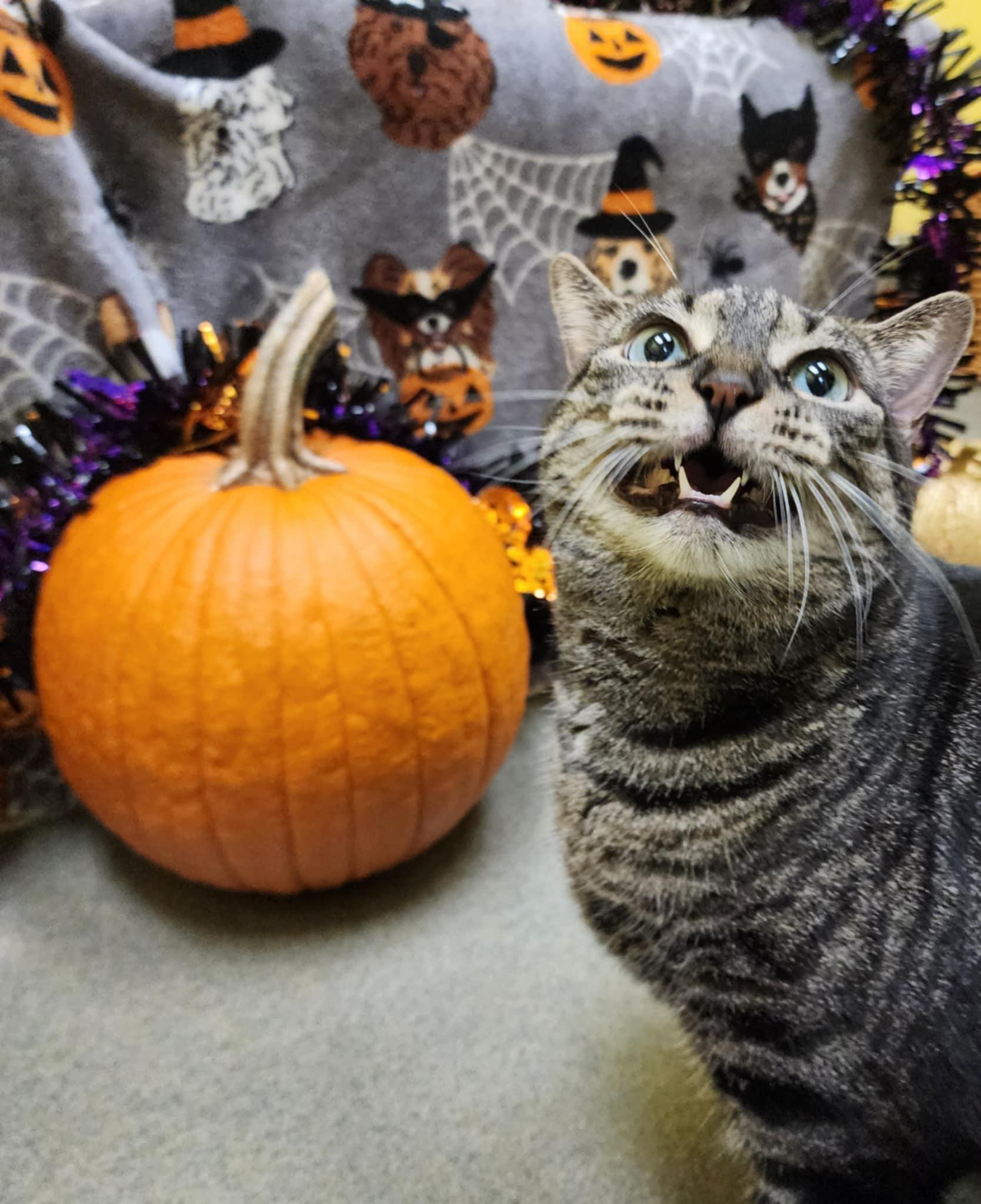 Enlarge PANINI, a Adoptable Domestic Short Hair in Manassas, VA image 3/5
